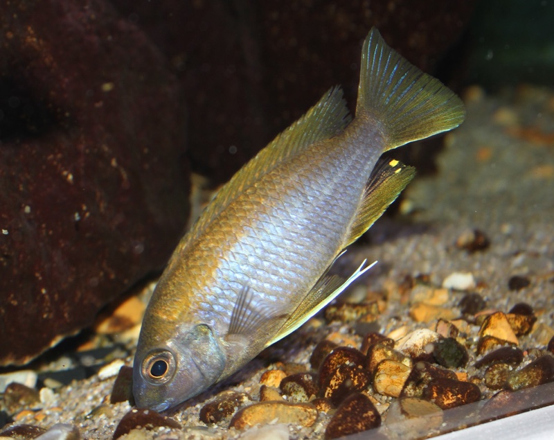 Gephyrochromis lawsi 'Londo'